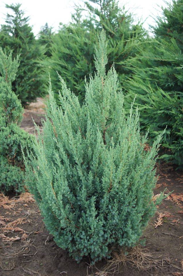 Blue Point Juniper